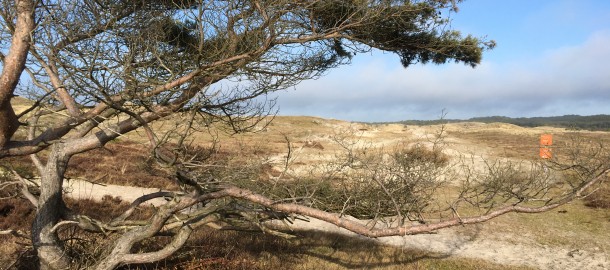 Schoorlse duinen 1