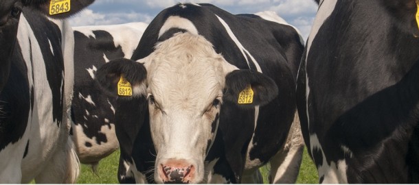 topbanner koeien