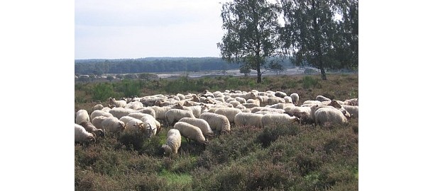 schapen080913_01