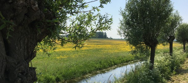 Opmeer kruidenrijk grasland